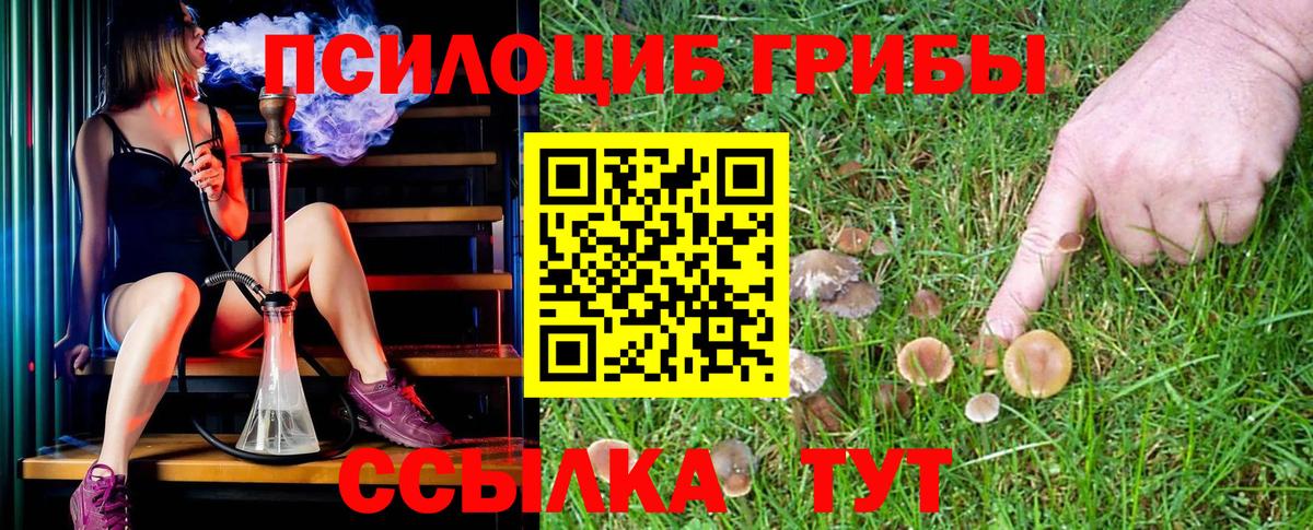 Псилоцибиновые грибы Psilocybine cubensis Осинники